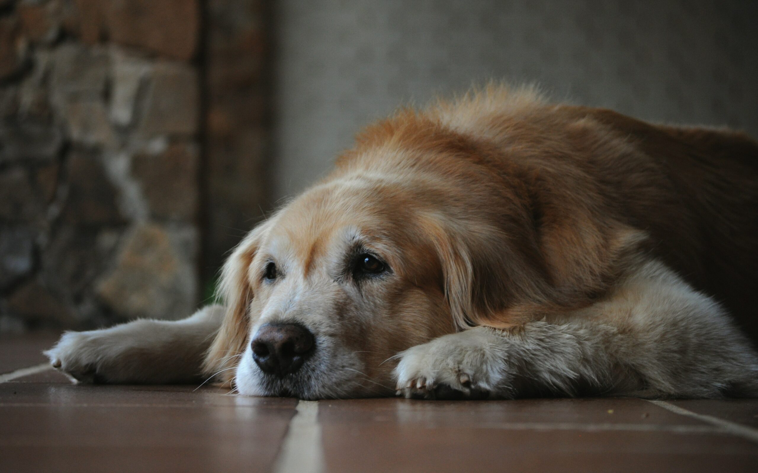 Dog on linoleum floor.