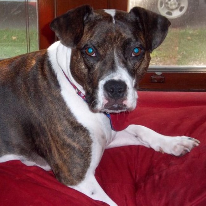 Dog referenced in a testimonial.