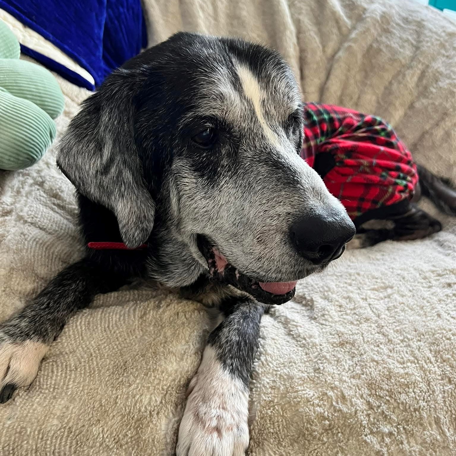 Dog referenced in a testimonial.