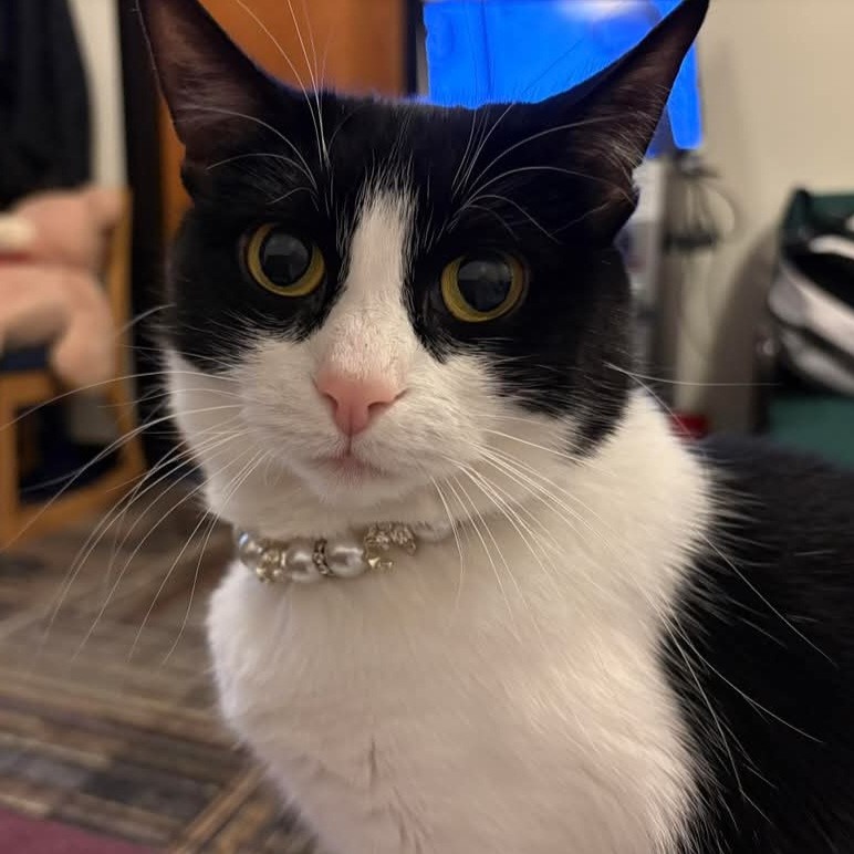 Dog referenced in a testimonial.