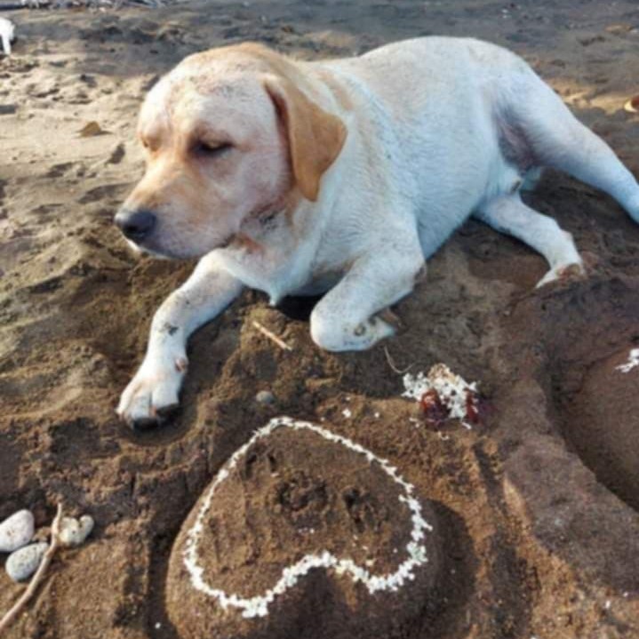 Spike, Matthew's Labrador.